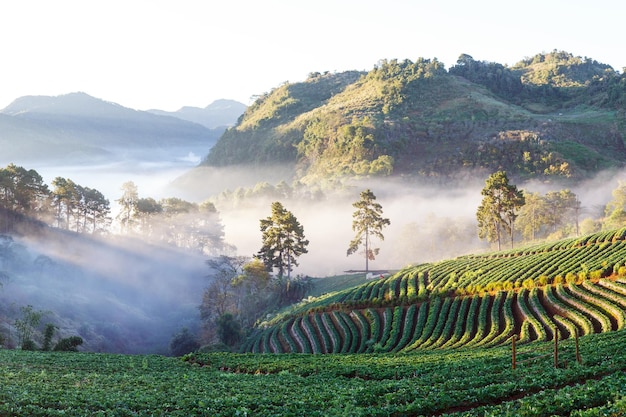 Misty morning sunrise in strawberry garden at Doi angkhang mountain chiangmai thailand