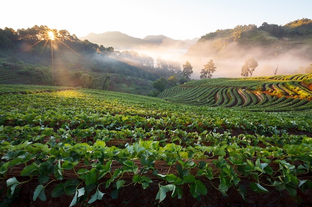 태국 치앙마이 도이앙캉(Doi Angkhang Mountain)의 딸기 정원에서 안개 낀 아침 일출