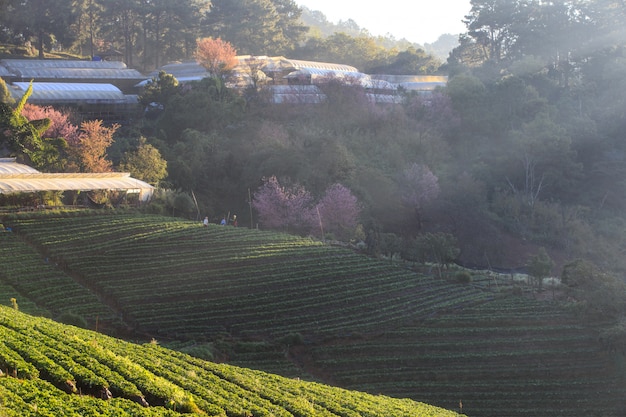 Misty morning sunrise in strawberry garden