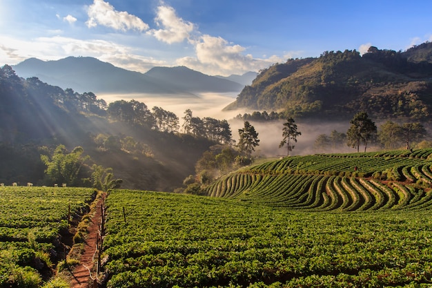 Misty morning sunrise in strawberry garden