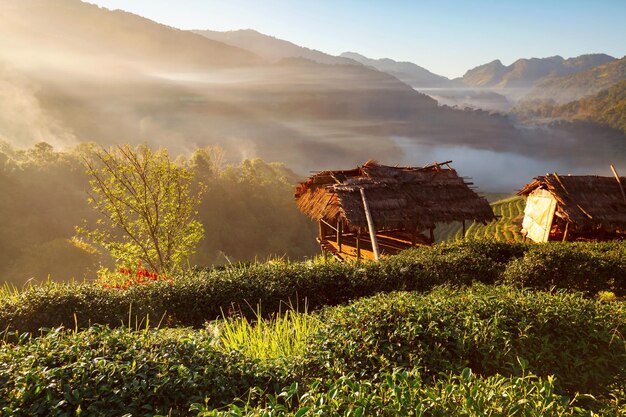 Misty morning sunrise in tea plantation at Doi Ang Khang Chiang Mai Thailand