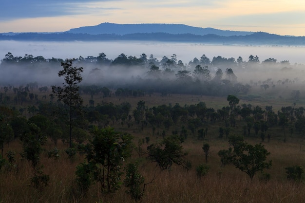 Misty morning sunrise at Thung Salang Luang National Park PhetchabunTung slang luang