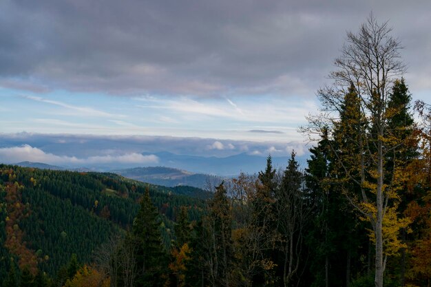 Misty mountain forest landscape in the evening