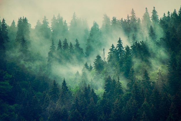 霧深い山の風景