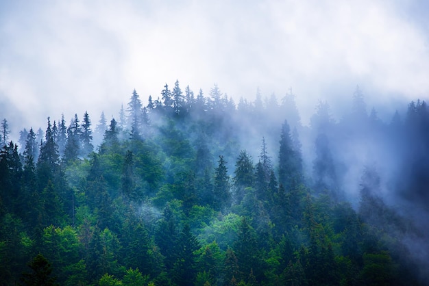 霧深い山の風景