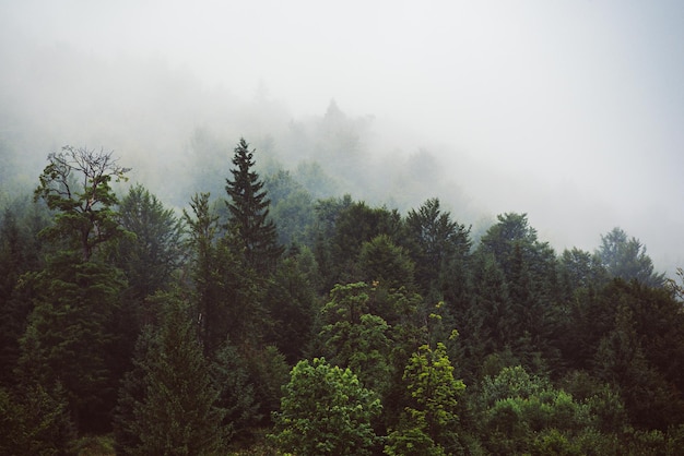 霧深い山の風景