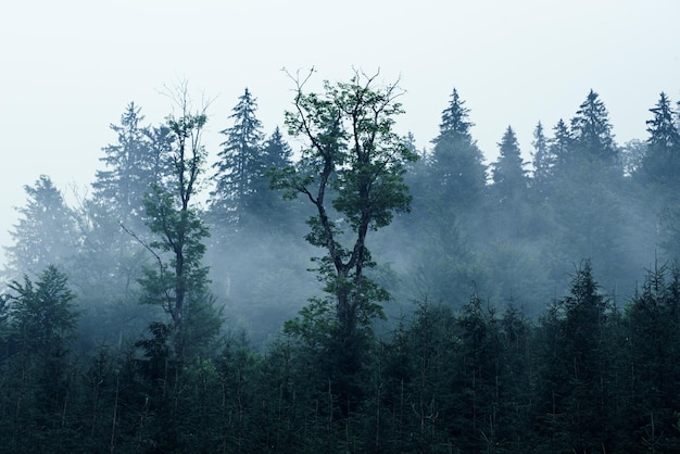 霧深い山の風景