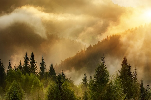 霧深い山の風景