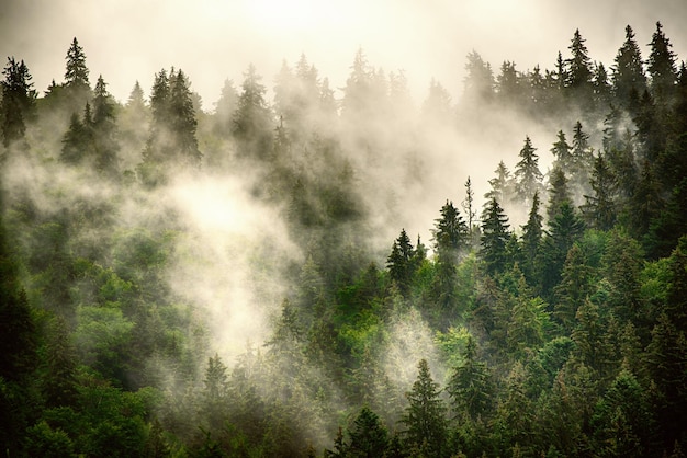 霧深い山の風景