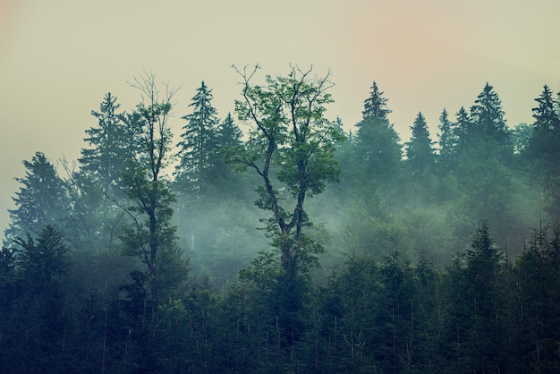 写真 霧深い山の風景