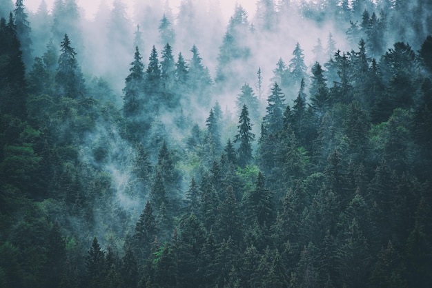 霧深い山の風景