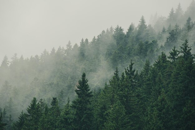 霧深い山の風景