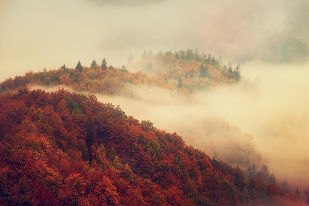 霧深い山の風景