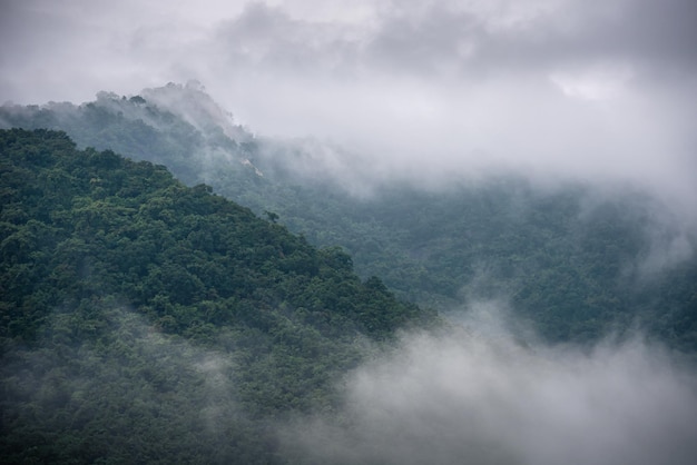 Misty mountain Panoramic Shot Of Trees In Forest Against Sky Misty rain forest camping activity