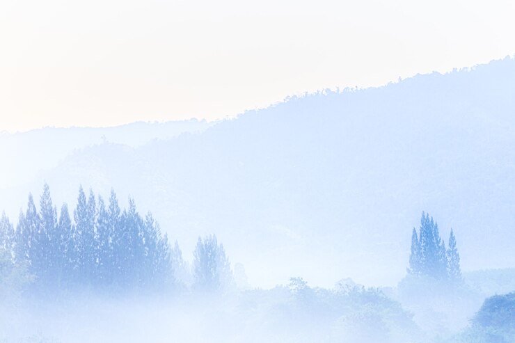 Photo 안개 낀 산 - 겨울에 짙은 안개 속의 눈 덮인 소나무 숲