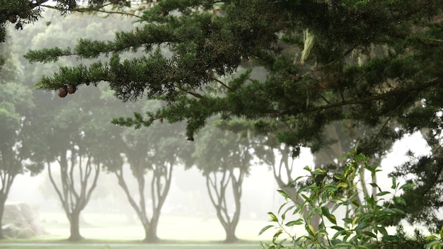 Misty mysterious forest in fog haze row of trees in calm foggy\
rainy weather