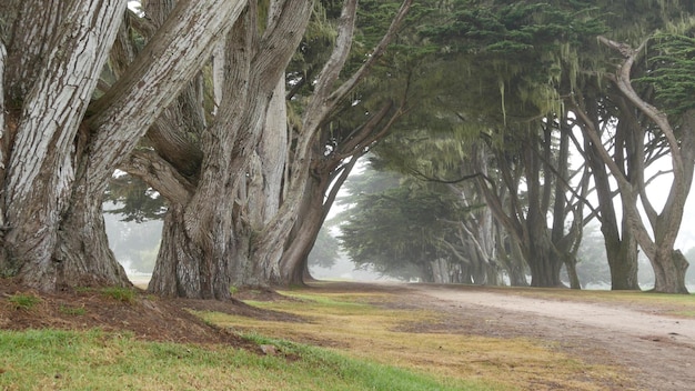 Misty mysterious forest row of trees in foggy rainy california
tunnel corridor