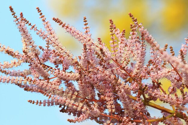 Misty plume bush of ginger bush of notemeg bush of watersalie bloemen met zachte achtergrond