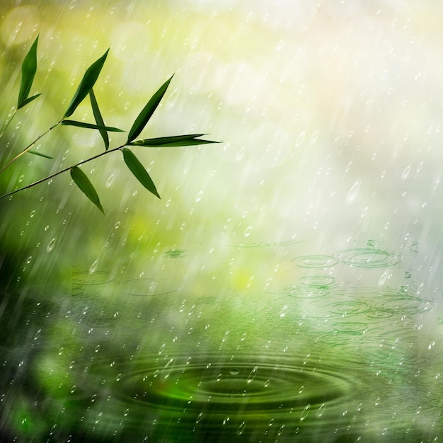 写真 竹林の霧雨 抽象的な自然の背景