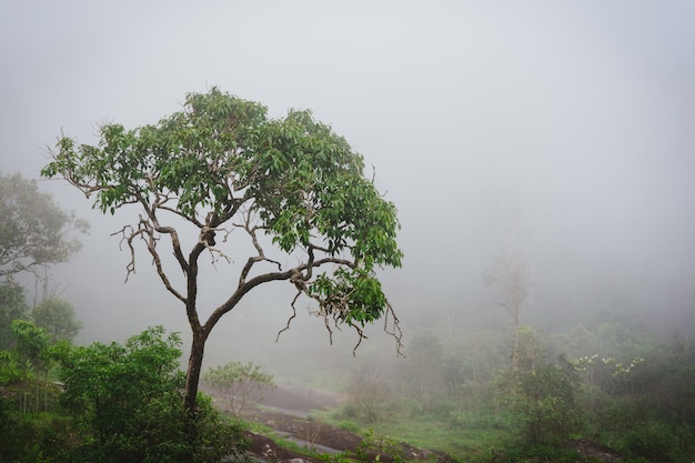 증기와 습기가있는 안개가 자욱한 열대 우림.