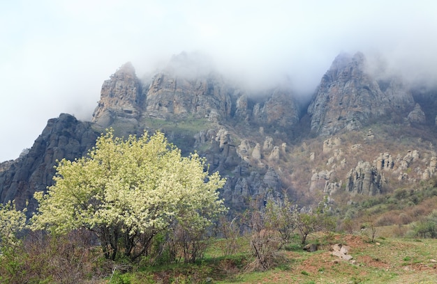Misty rocky mountain Demerdzhi view (Krim, Oekraïne) en bloeiende kersenboom aan de voorkant.