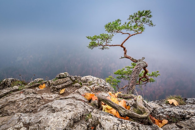 Misty Sokolica-piek in Pieniny-bergen bij zonsopgang in de herfst