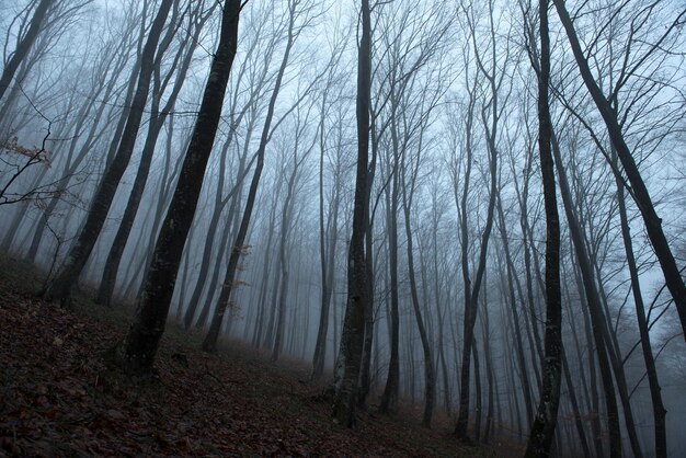 Misty spookachtig donker bos