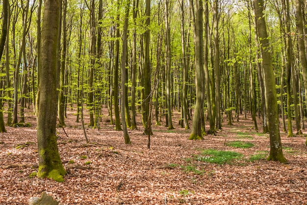 Misty spring beech forest in a nature reserve in southern Sweden.