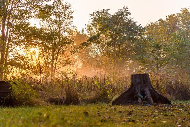 Foto luci nebbiose dell'alba una mattina d'autunno nella foresta