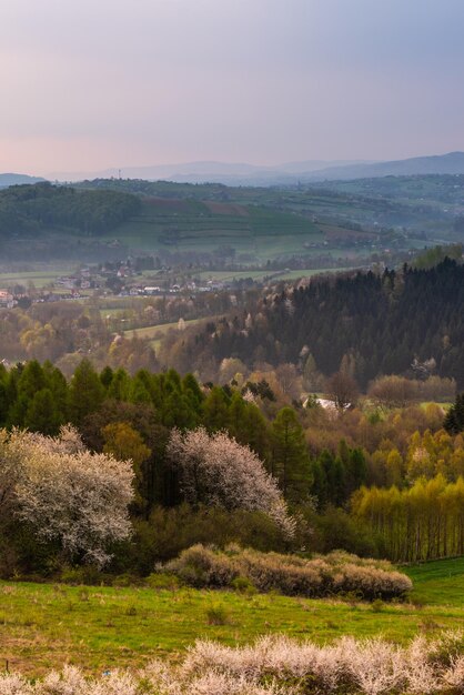 Misty Sunrise at Rural Countryside at Spring