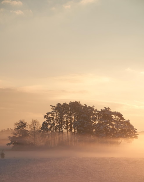 Misty sunrise in the rural field Foggy orange sunset Fresh and sustainable future concept