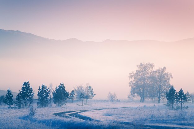 Photo misty sunrise in the winter forest. trees with hoarfrost in the foggy morning. beautiful winter landscape. south ural, russia