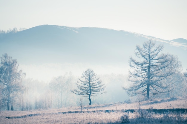 Photo misty sunrise in the winter mountains. trees with hoarfrost in foggy morning. beautiful winter landscape. south ural, russia