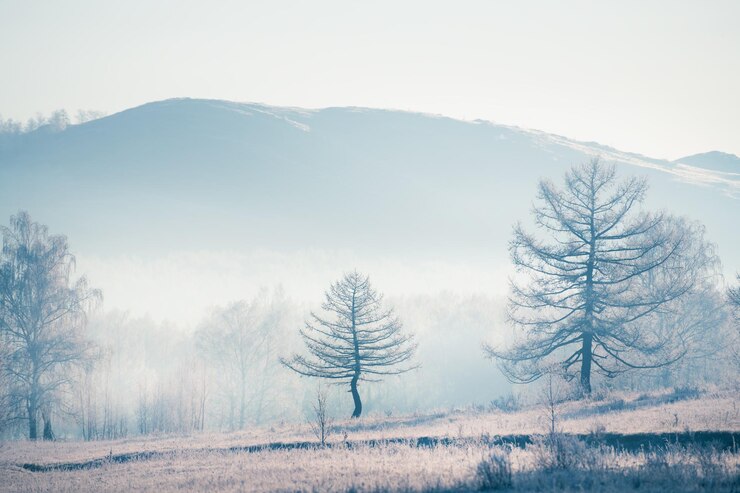 겨울 산에서 안개 낀 일출. 안개가 자욱한 아침에 늦었다와 나무입니다. 아름 다운 겨울 풍경입니다. 러시아 남부 우랄