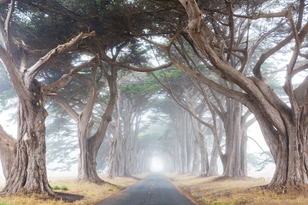 Misty trees alley in foggy weather.