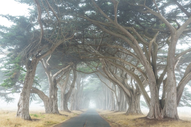 Misty trees alley in foggy weather.