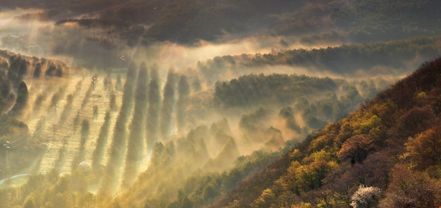 Misty valley