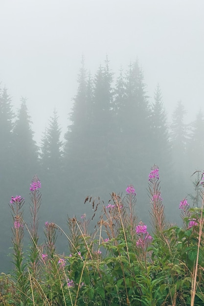 misty weather in carpathian mountains pink flowers