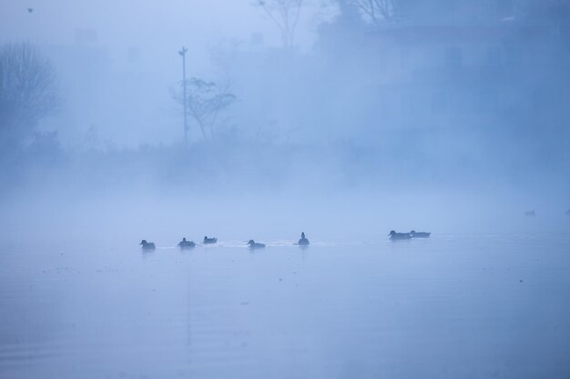 Misty winter morning sunrise birds migrated from serbia spotted in the taudaha lake kathmandu