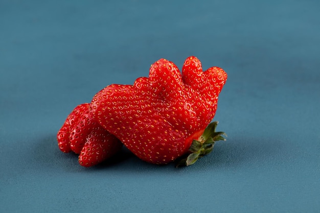 Misvormde aardbei op blauwe achtergrond Ongewone biologische aardbeien Lelijke vruchten vreemde vorm