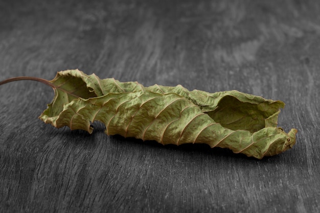 Mitragyna leaf on the wooden, clipping path