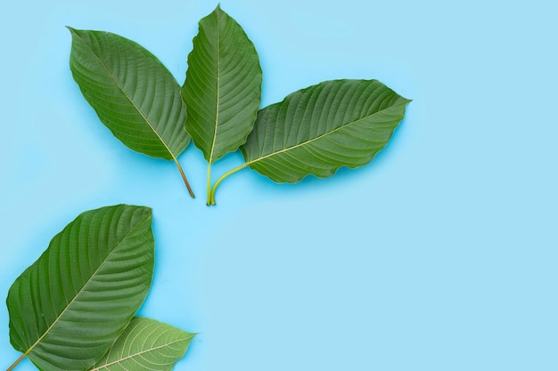 Mitragyna speciosa, Fresh kratom leaves on blue background