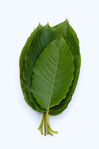 Mitragyna speciosa, Fresh kratom leaves on white background