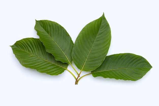 Mitragyna speciosa, foglie di kratom fresche su sfondo bianco