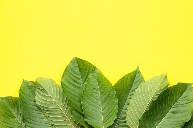 Mitragyna speciosa, Fresh kratom leaves on yellow background