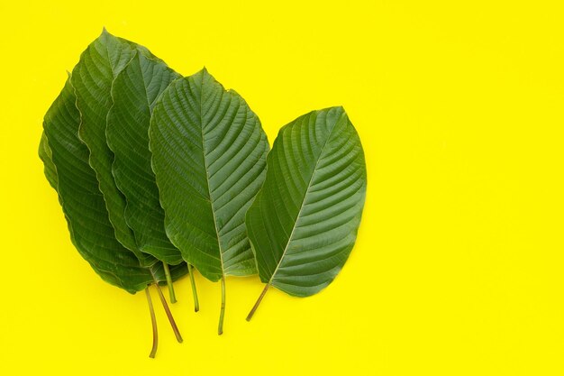 Mitragyna speciosa, foglie fresche di kratom su sfondo giallo