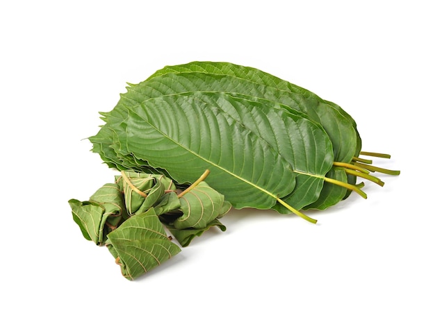 흰색 배경에 먹기 위한 Mitragyna speciosa korth 랩