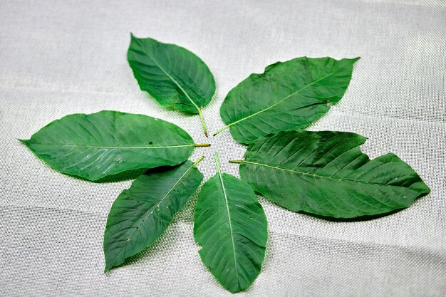 Mitragyna speciosa or kratom leaves on white tablecloth