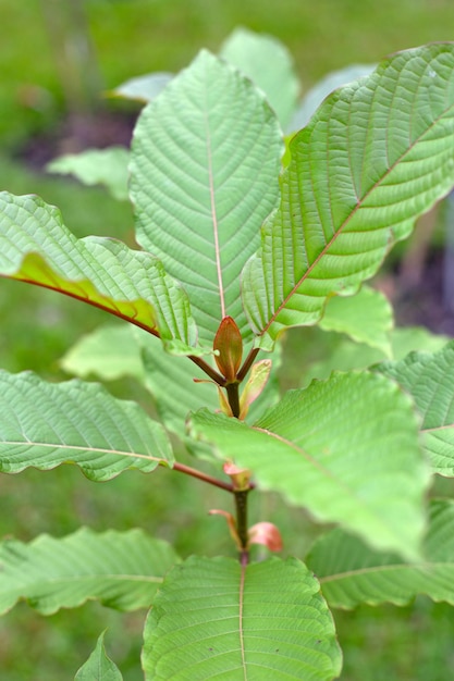 Mitragyna speciosa or kratom plant in the garden