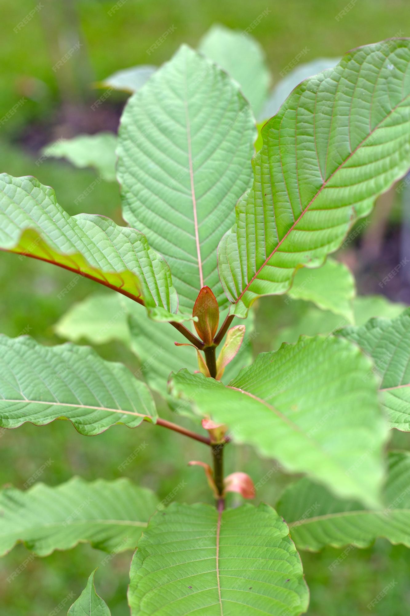 mitragyna-speciosa-kratom-plant-garden_51524-29447.jpg?w=2000